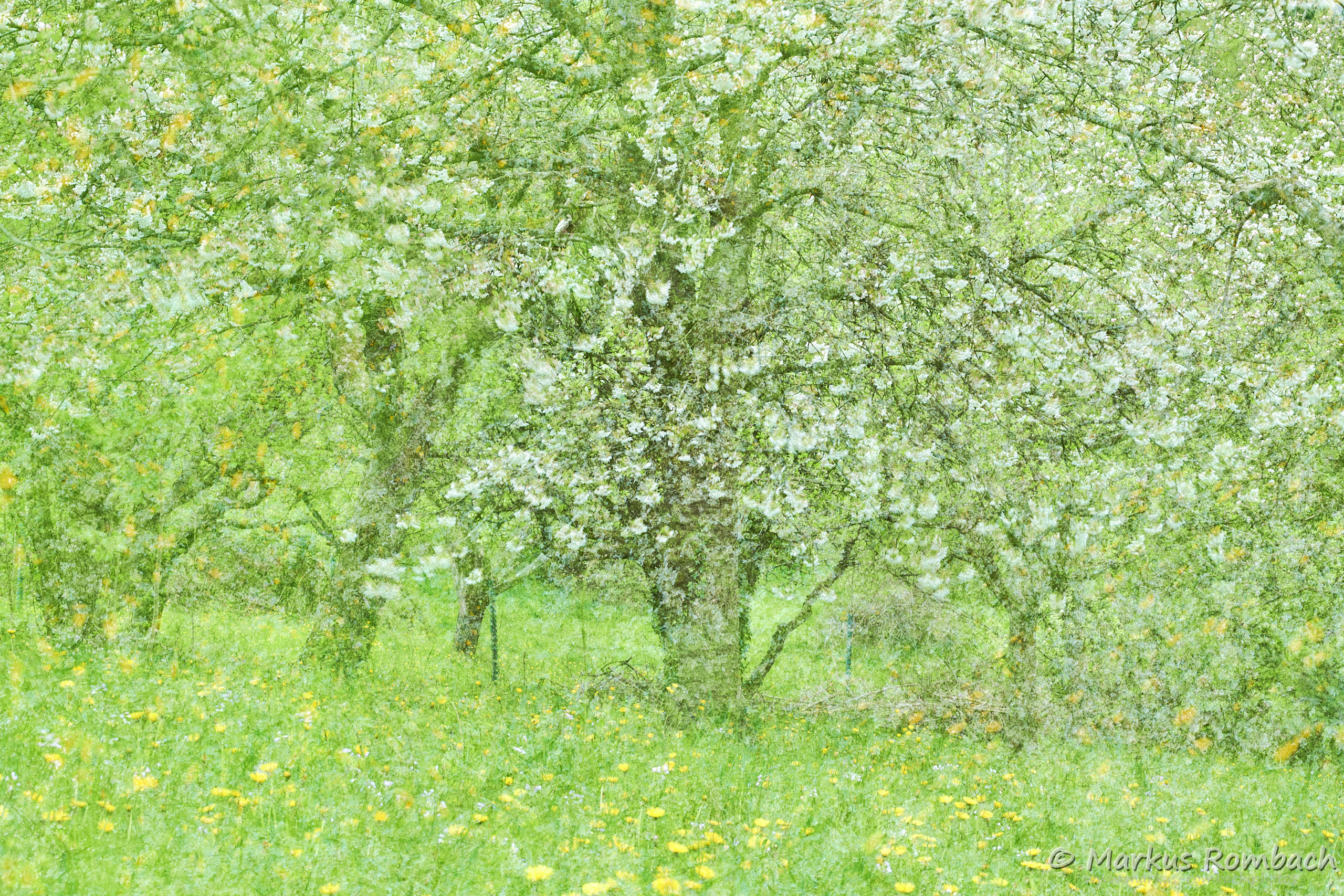 Streuobstwiese / Orchard meadow